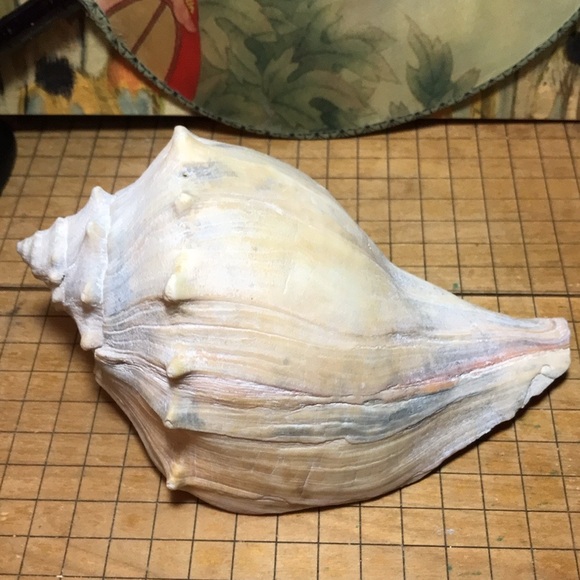 Knobbed Atlantic Whelk Shell Large 7.25”Lx4.5”Wx3.25”H Weight 9.9oz GUC - Picture 4 of 9